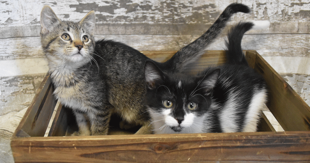 Adorable & Adoptable–Pets of the Week: Emblem, Phineas & Ferb