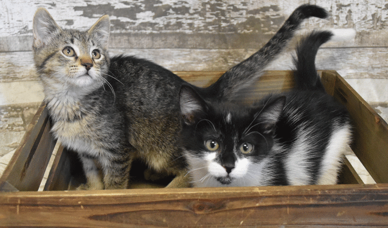 Adorable & Adoptable–Pets of the Week: Emblem, Phineas & Ferb