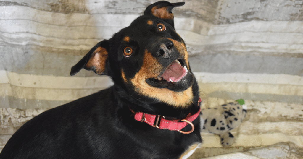 Adorable & Adoptable–Pets of the Week: Lucy, Talia & Bear