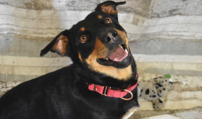 Adorable & Adoptable–Pets of the Week: Lucy, Talia & Bear