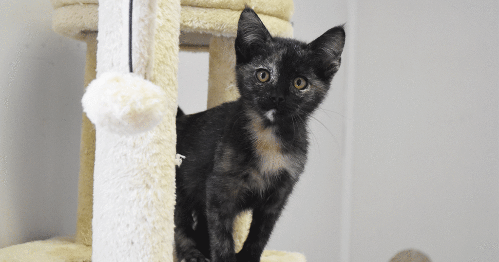 Adorable & Adoptable–Pets of the Week: Jessie, Annie & Oakley