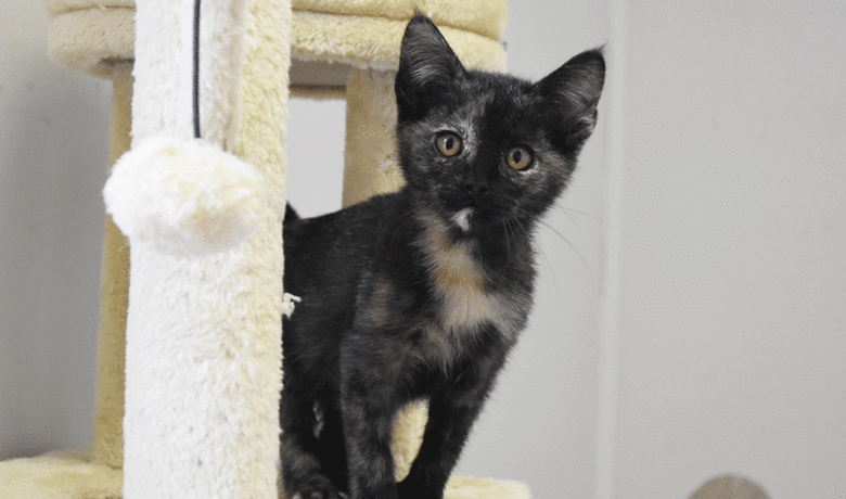 Adorable & Adoptable–Pets of the Week: Jessie, Annie & Oakley