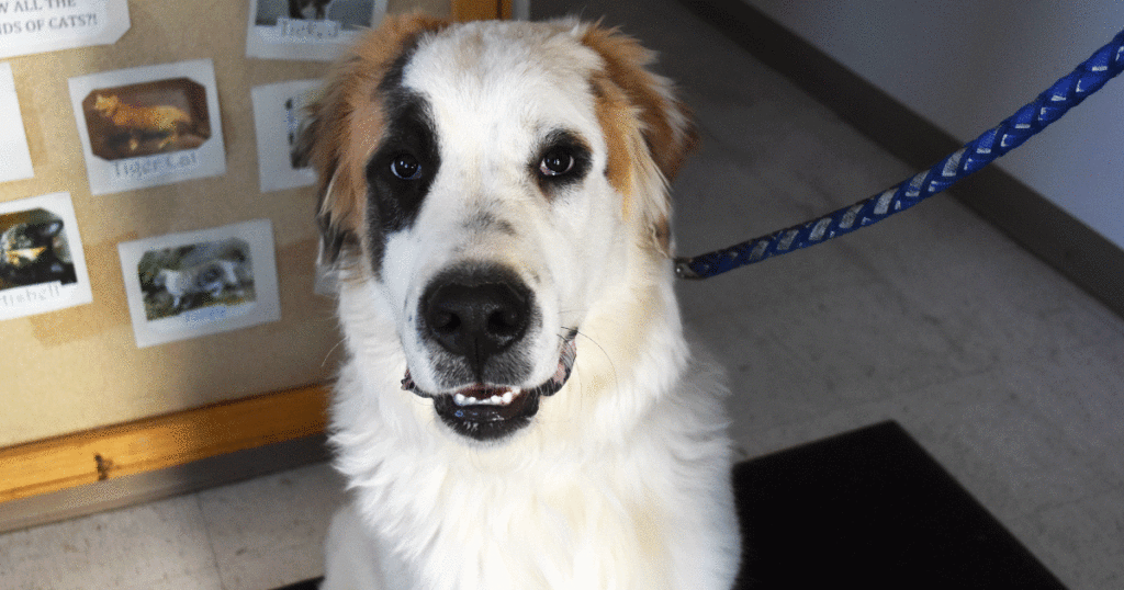 Adorable & Adoptable–Pets of the Week: Shadow, Brutus & Rex