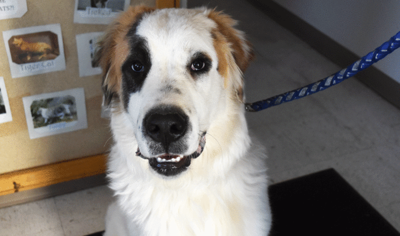 Adorable & Adoptable–Pets of the Week: Shadow, Brutus & Rex