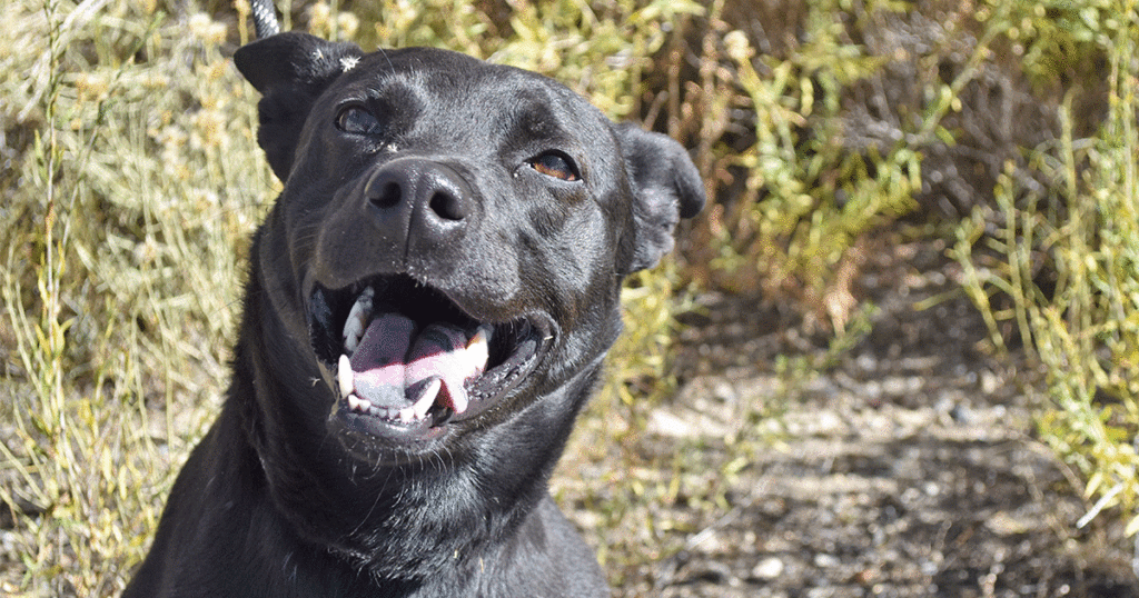 Adorable & Adoptable–Pets of the Week: Bubba, Munchie & Bones
