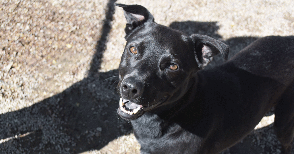 Adorable & Adoptable–Pets of the Week: Piper, Munchie & Cheeto