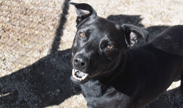 Adorable & Adoptable–Pets of the Week: Piper, Munchie & Cheeto