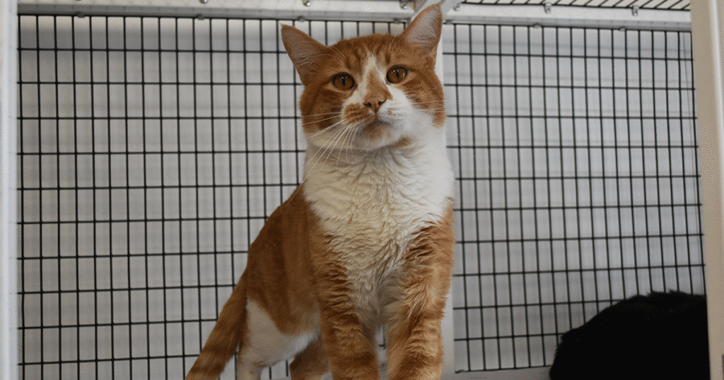 Adorable & Adoptable–Pets of the Week: Kate, Sox & Kittens