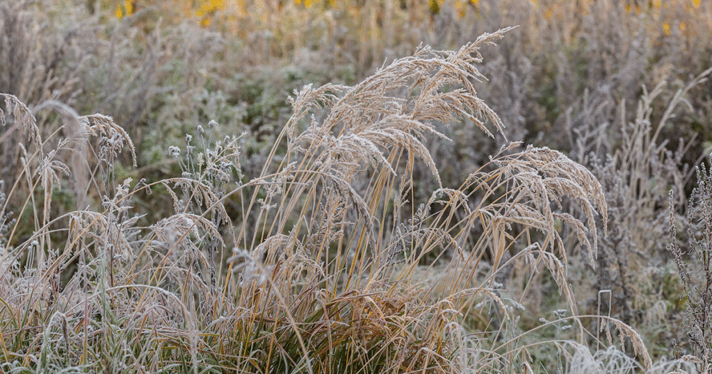 Green River Residents Complain About Nuisance Weeds
