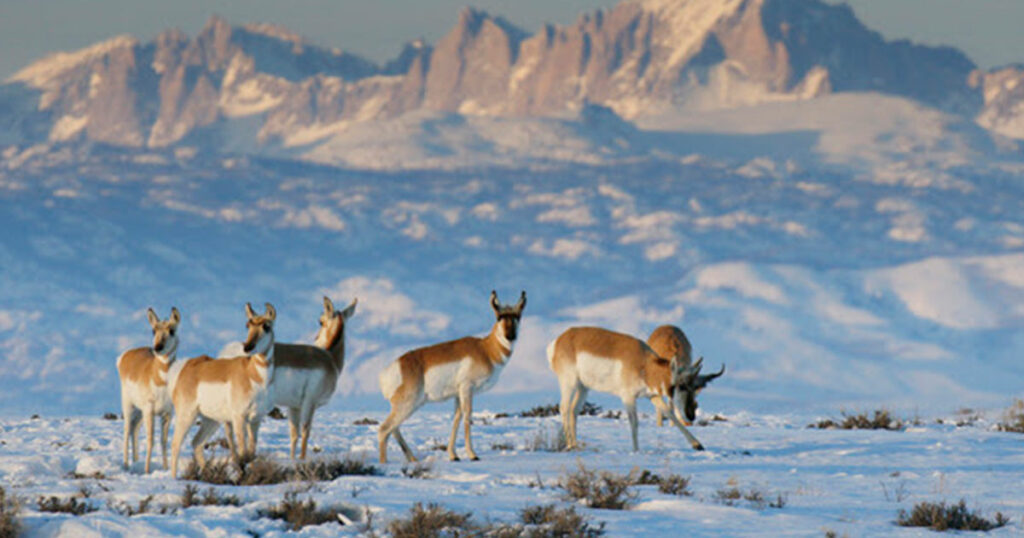 WGFD Will Discuss Sublette Antelope Migration in Green River Nov. 29
