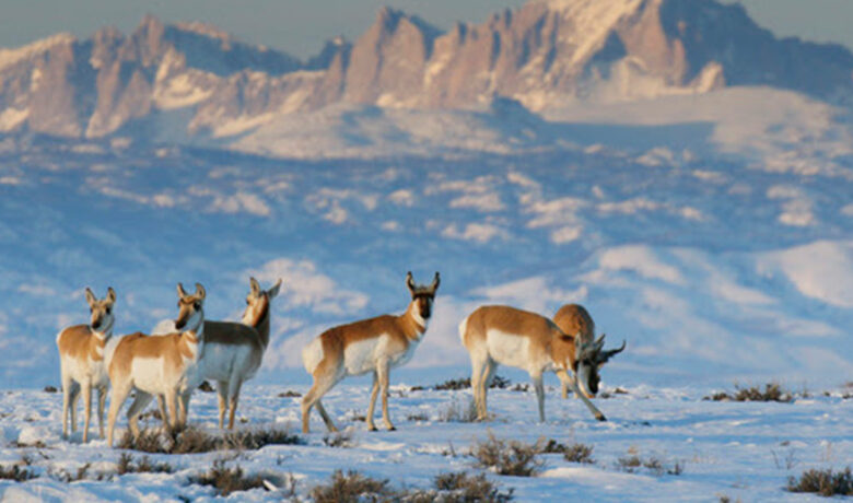 WGFD Hosts Open House Meetings for 2025 Hunting Seasons