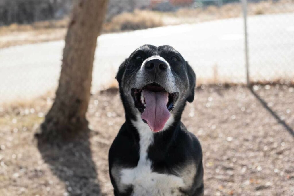 Adorable & Adoptable–Pets of the Week: Monroe, Riley & Kong
