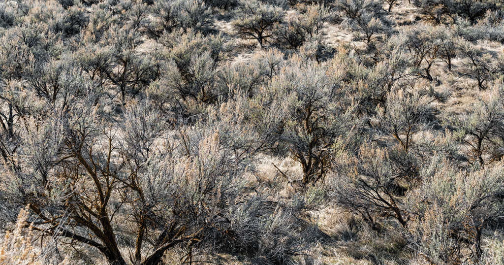 Elk Hunters Discover Human Skull North of Wamsutter