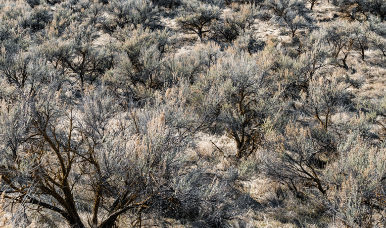 Elk Hunters Discover Human Skull North of Wamsutter