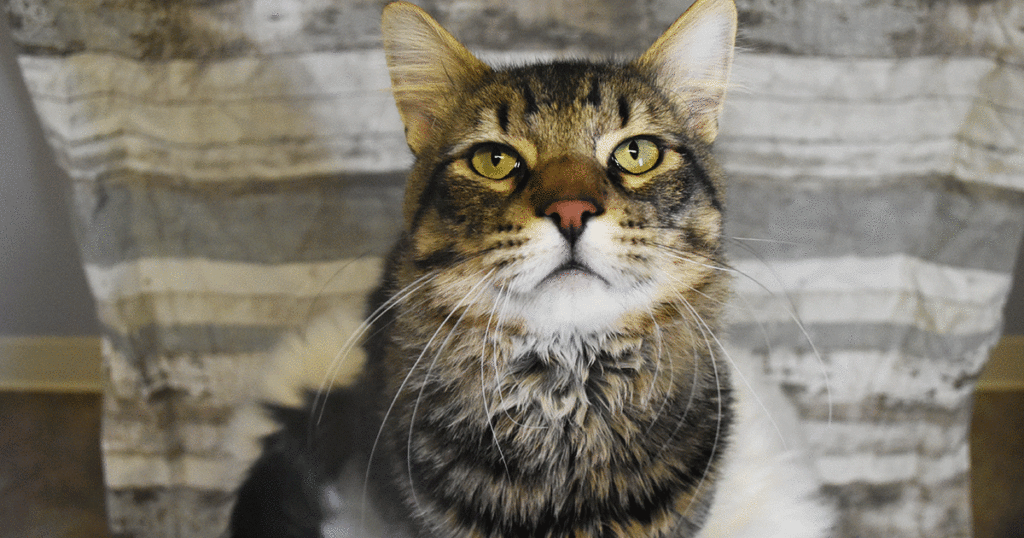Adorable & Adoptable–Pets of the Week: Bailey, The Rock & Jerry