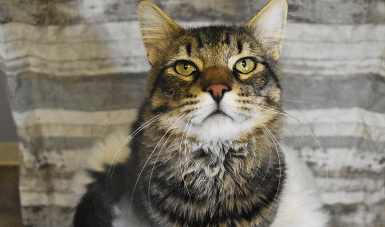 Adorable & Adoptable–Pets of the Week: Bailey, The Rock & Jerry