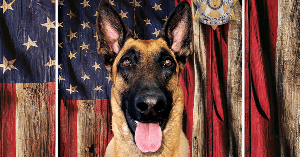 Sheriff’s Office K9 Arry to Receive Body Armor Donation