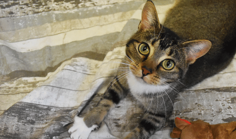 Adorable & Adoptable–Pets of the Week: Ellie, Poppy & Felicity