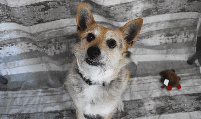 Adorable & Adoptable–Pets of the Week: Cooper, Milton & Poppy