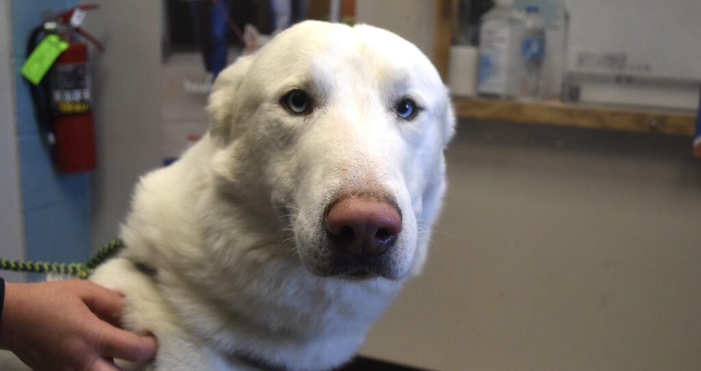 Adorable & Adoptable–Pets of the Week: Bullet, Titus & Gracie