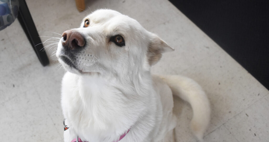 Adorable & Adoptable–Pets of the Week: Duke, Bella & Hopper