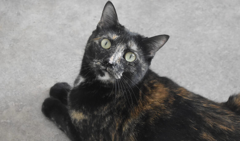 Adorable & Adoptable–Pets of the Week: Eleanor, Breezy & Dally
