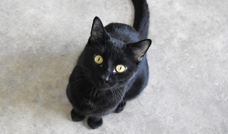 Adorable & Adoptable–Pets of the Week: Sierra, Starfire & Molly