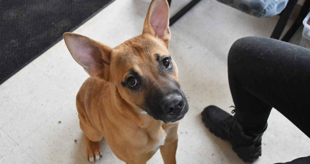 Adorable & Adoptable–Pets of the Week: Sadie, Sam, Lily & Layla