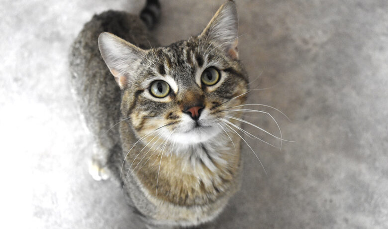 Adorable & Adoptable–Pets of the Week: Kiki, Dante & Kittens