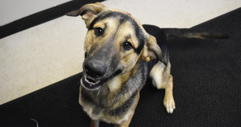 Adorable & Adoptable–Pets of the Week: Lilliana, Dusty & Winnie