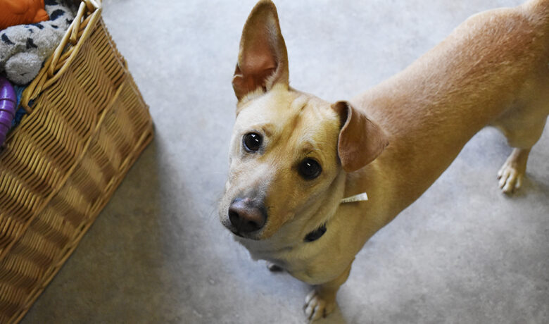 Adorable & Adoptable–Pets of the Week: Quinn, Emerson & Gretchen