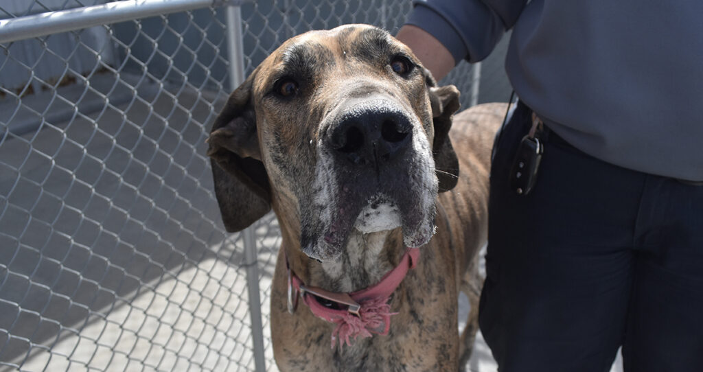 Adorable & Adoptable–Pets of the Week: Luna, Fiona & Briggs