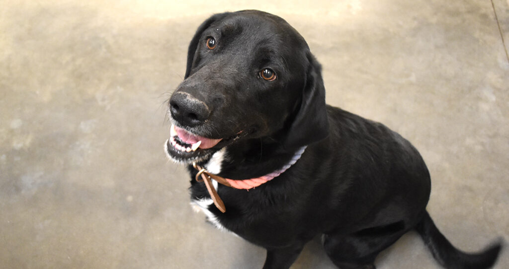 Adorable & Adoptable–Pets of the Week: Sierra, Lily & Shadow