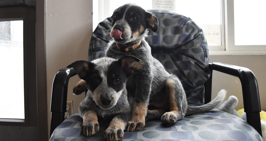 Adorable & Adoptable–Pets of the Week: Sasha, Bandy, Moe & Sheila