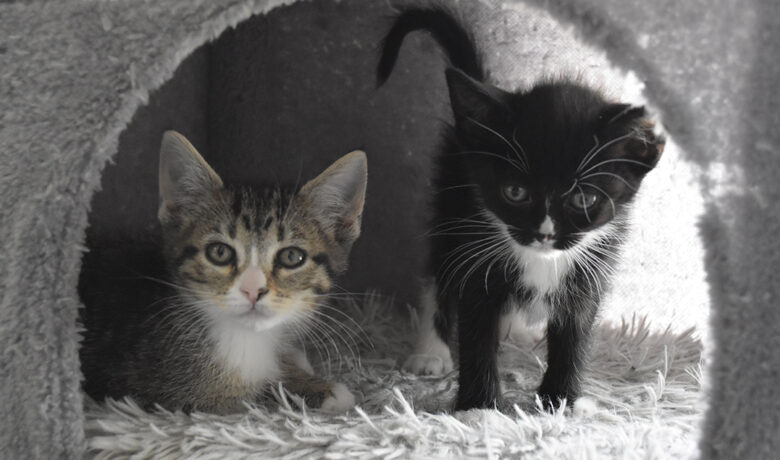 Adorable & Adoptable–Pets of the Week: Ice Cream Kittens & Spicy Kittens