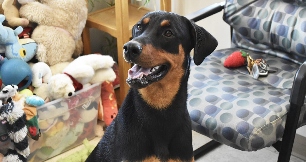 Adorable & Adoptable–Pets of the Week: Sally, Bruce, Janet & Krissy