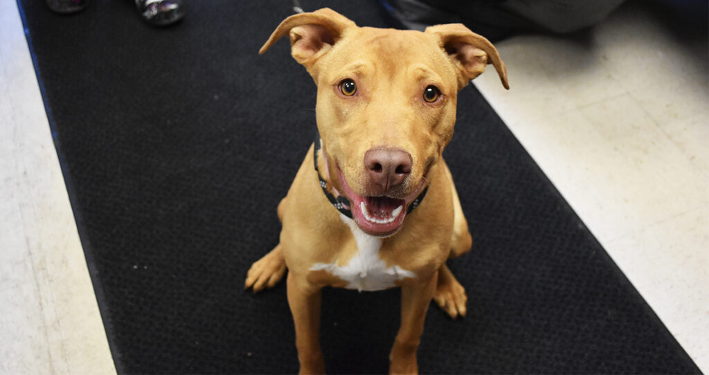 Adorable & Adoptable–Pets of the Week: Bessy & Clarabelle, Calamity Jane, and Lorelai & Rory