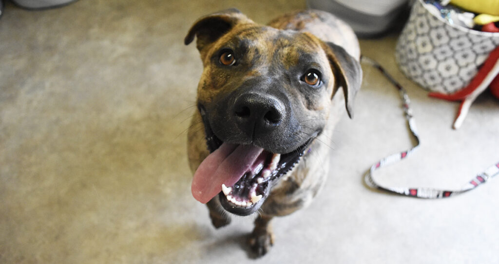 Adorable & Adoptable–Pets of the Week: Fred, Kali & Emerson