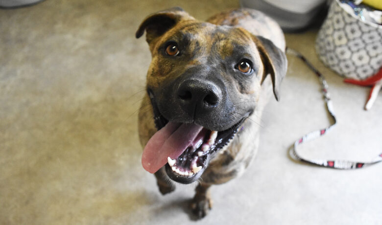 Adorable & Adoptable–Pets of the Week: Fred, Kali & Emerson