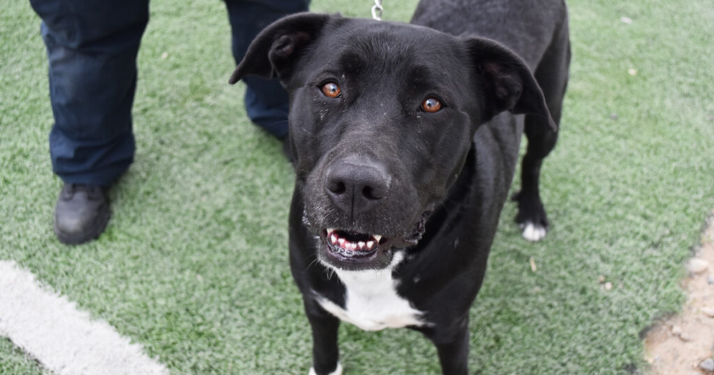 Adorable & Adoptable–Pets of the Week: Anna, Lulu & Freya