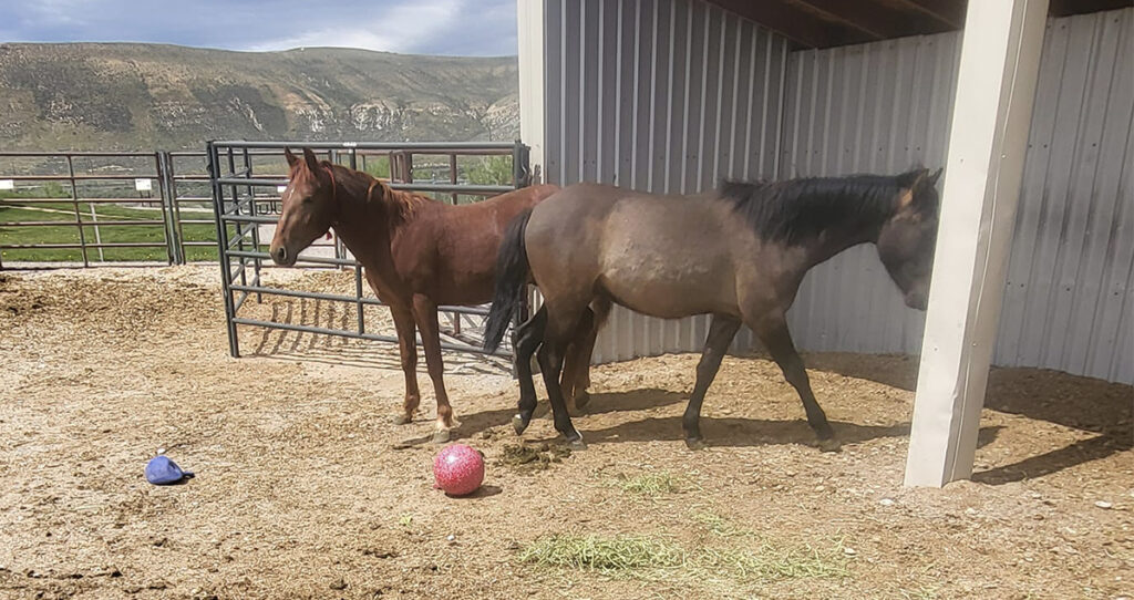 Green River Has Two New Mustangs at Visitor Center