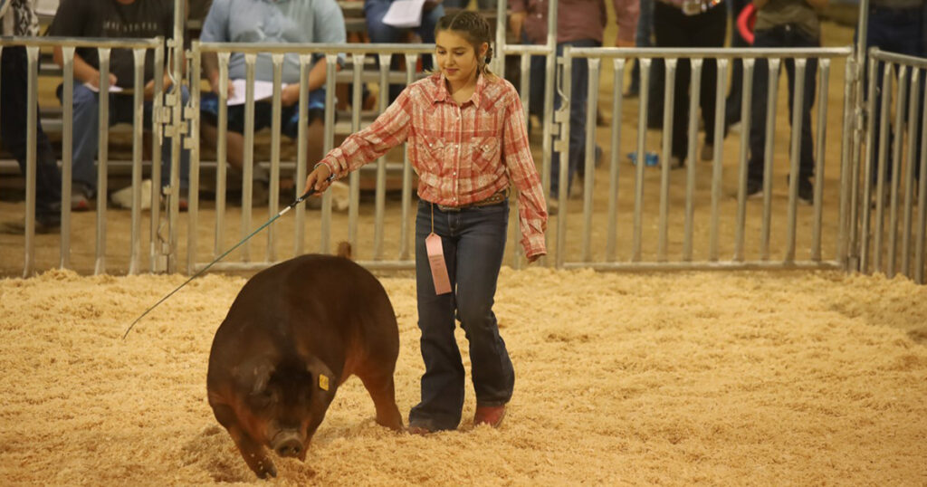 Sweetwater County Livestock Auction to Close Out Fair Week
