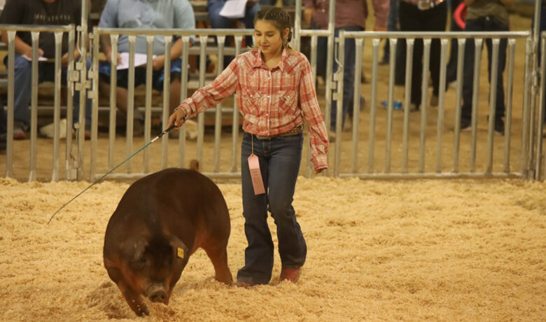 Sweetwater County Livestock Auction to Close Out Fair Week