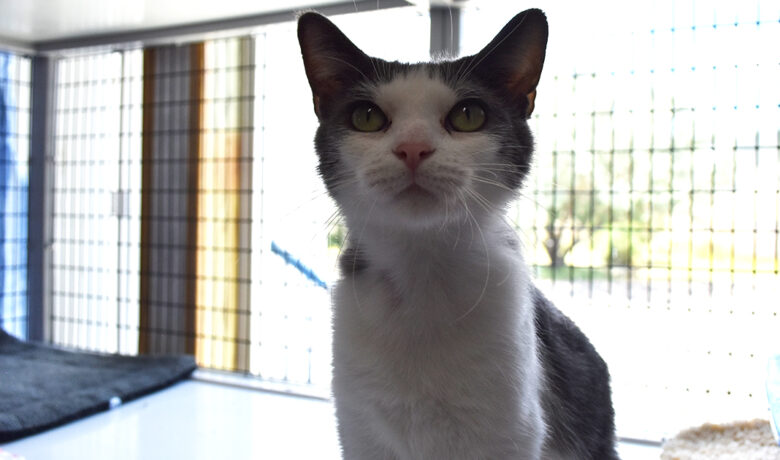 Adorable & Adoptable–Pets of the Week: Aria, Mona, Wilbur & Missy