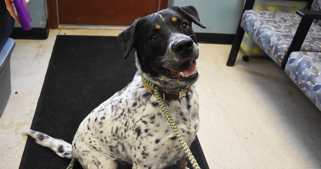 Adorable & Adoptable–Pets of the Week: Cupid, Tucker & Butch Cassidy