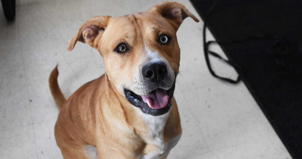 Adorable & Adoptable–Pets of the Week: Bear, Ace & Reese