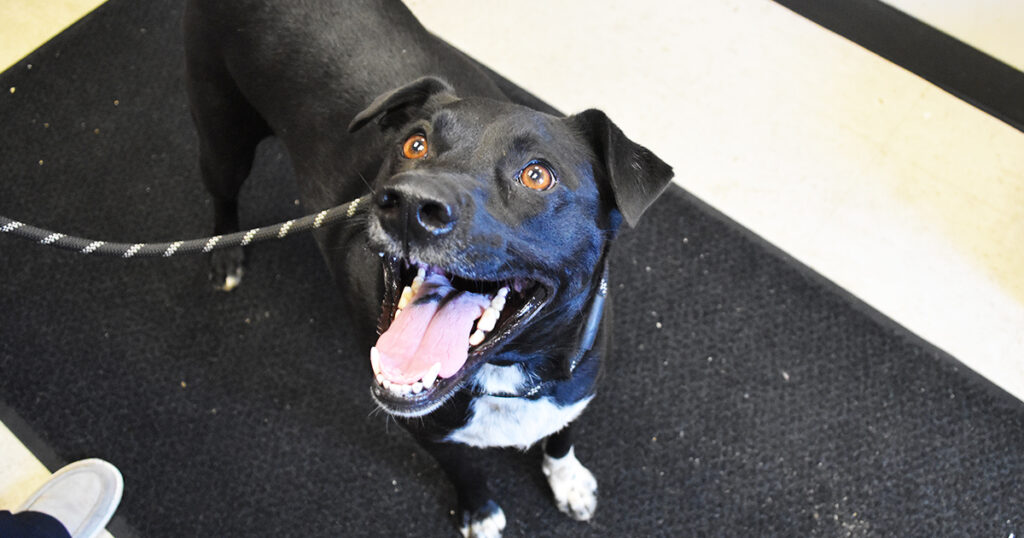 Adorable & Adoptable–Pets of the Week: Miss Scarlett, Clue & Mrs. Peacock