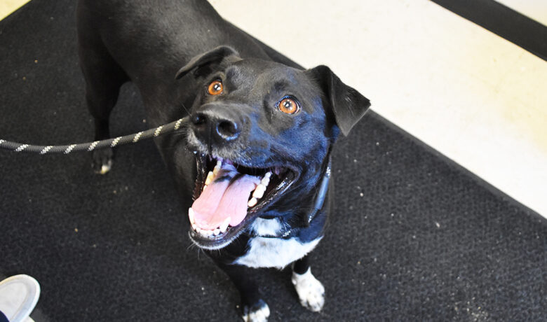 Adorable & Adoptable–Pets of the Week: Miss Scarlett, Clue & Mrs. Peacock