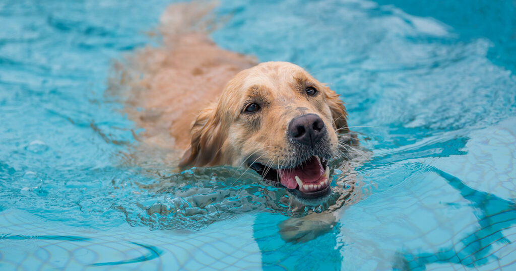 Dog Days of Summer: Local Pools Open for Furry Friends