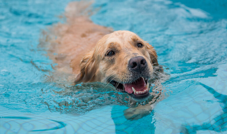 Dog Days of Summer: Local Pools Open for Furry Friends